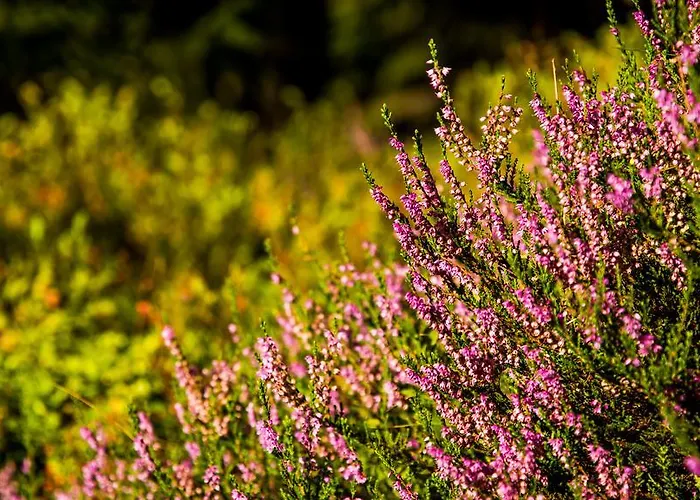 帕里恩特酒店 酒店
